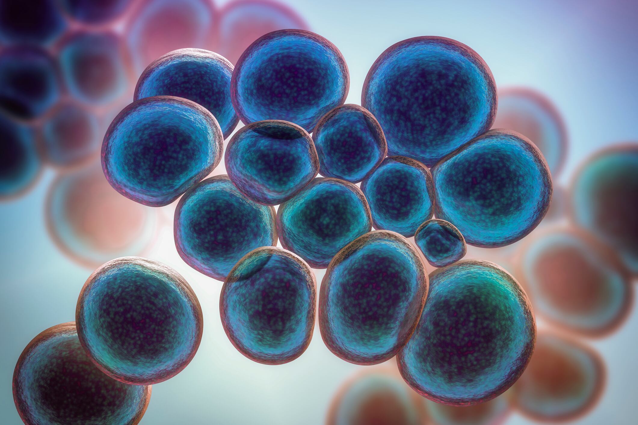 Ureaplasma urealyticum bacteria, computer illustration.