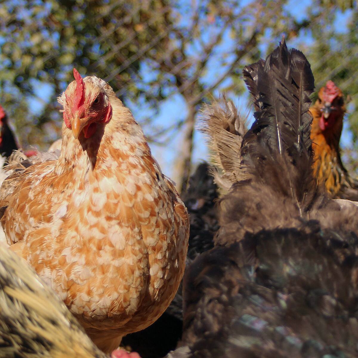 Confirman influenza aviar H5N1 en humedal de Santo Domingo: activan vigilancia sanitaria en Valparaíso