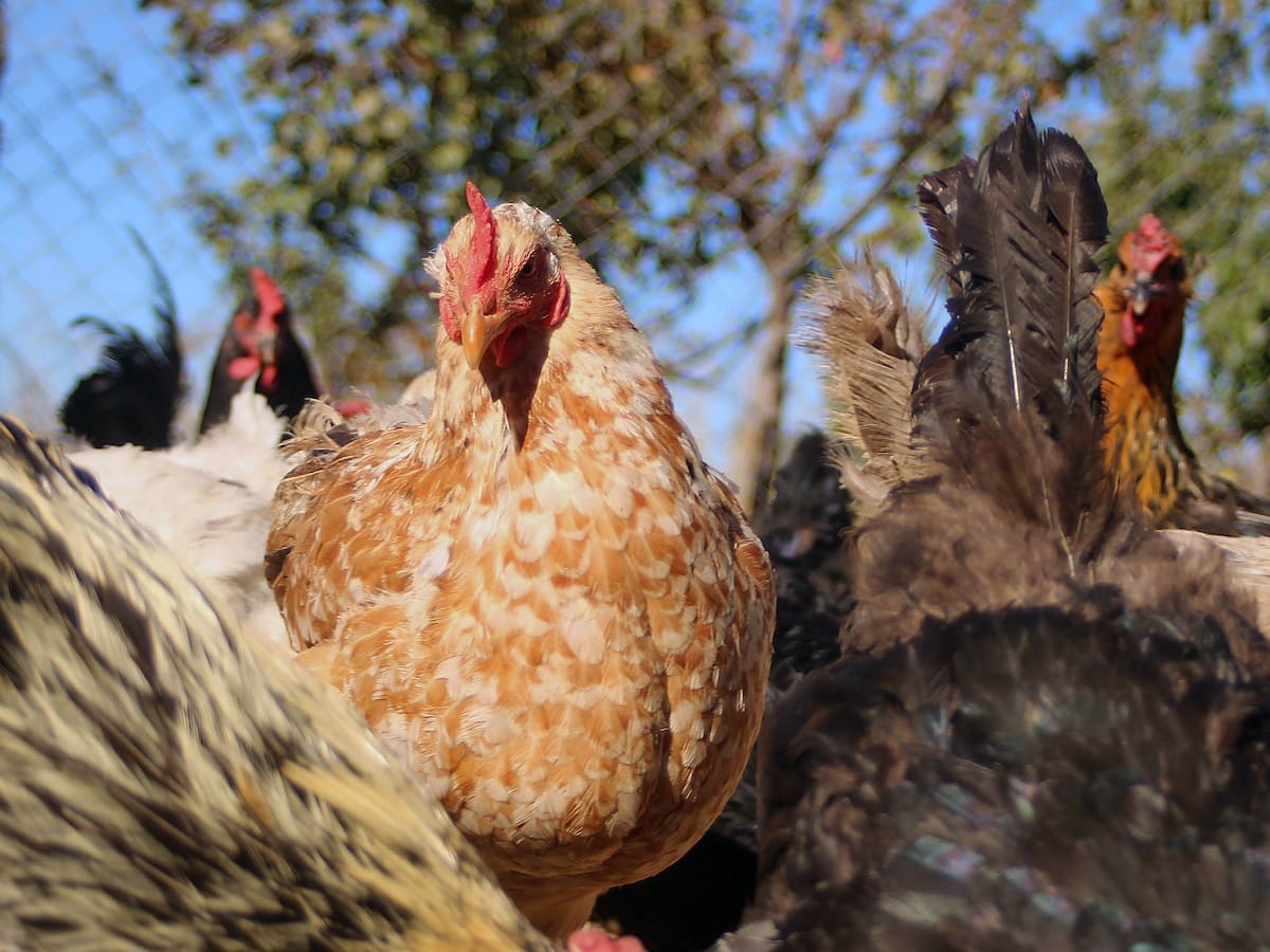 Confirman influenza aviar H5N1 en humedal de Santo Domingo: activan vigilancia sanitaria en Valparaíso