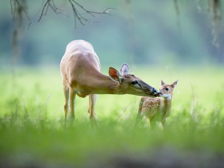 Aprueban sacrificio de casi 2.000 ciervos en isla de Estados Unidos por plan de restauración ambiental