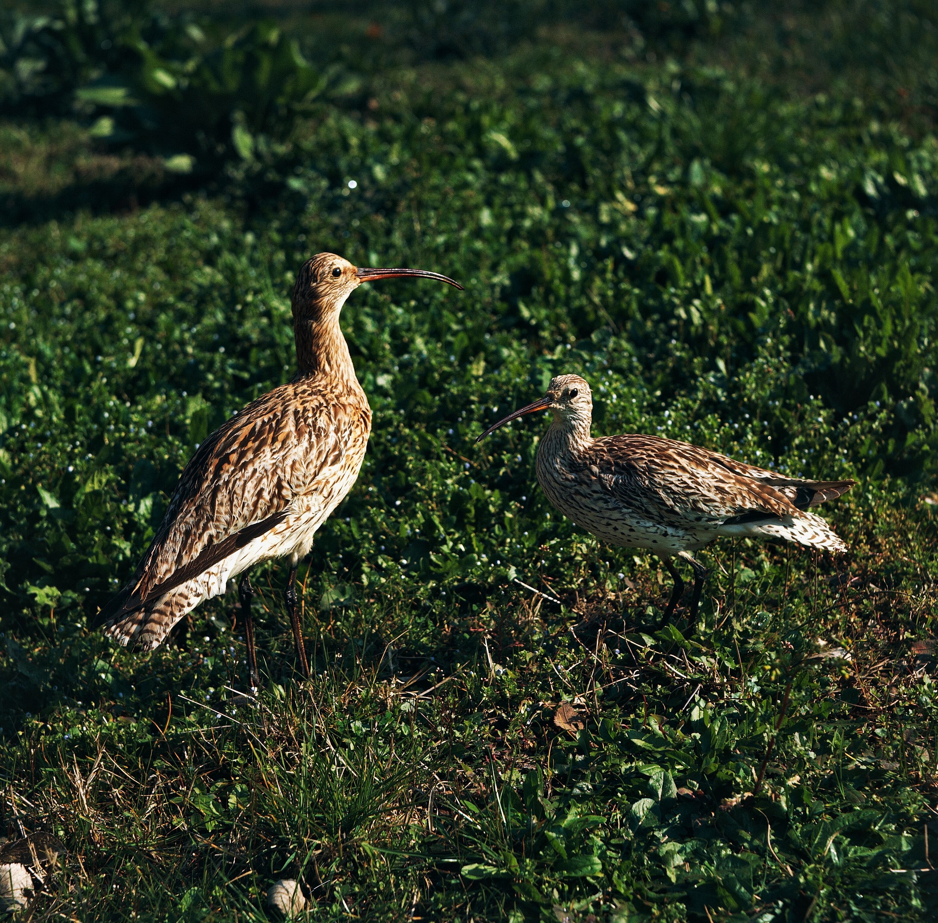UNSPECIFIED - CIRCA 2003: Eurasian Curlew (Numenius arquata) and Slender-billed Curlew (Numenius tenuirostris), Scolopacidae. (Photo by DeAgostini/Getty Images)