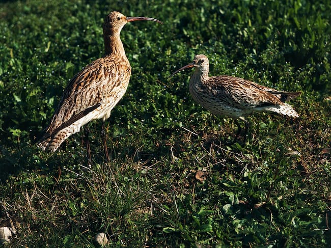 UNSPECIFIED - CIRCA 2003: Eurasian Curlew (Numenius arquata) and Slender-billed Curlew (Numenius tenuirostris), Scolopacidae. (Photo by DeAgostini/Getty Images)