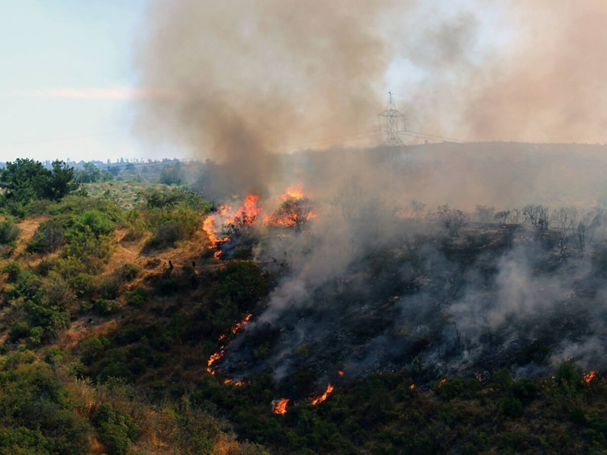 Conaf habla de intencionalidad en incendio forestal del Jardín Botánico de Viña del Mar y advierte que hay 11 siniestros en combate en el país