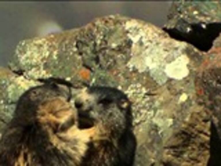 VTR anunció nuevas señales HD en su pack básico