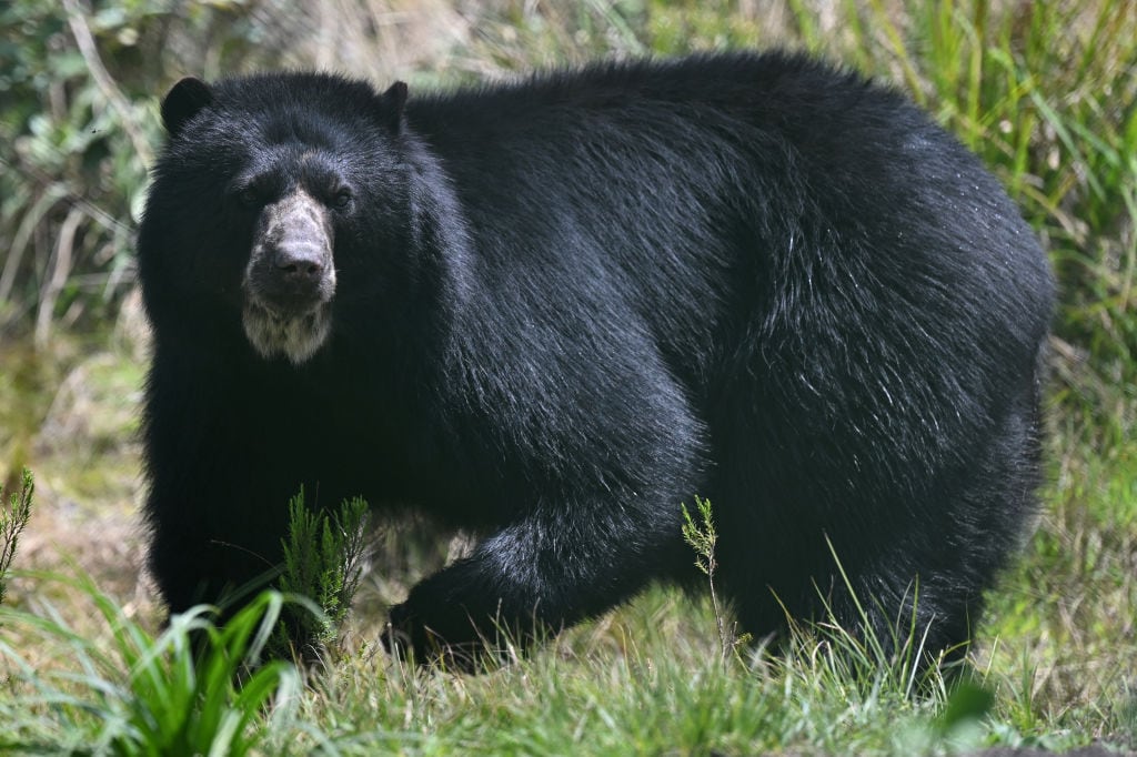 Oso andino