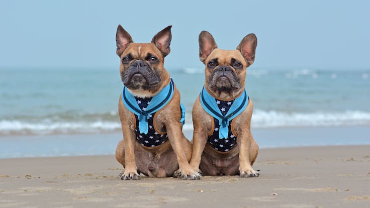 Clonar mascotas se vuelve tendencia entre famosos, pero expertos alertan sobre riesgos