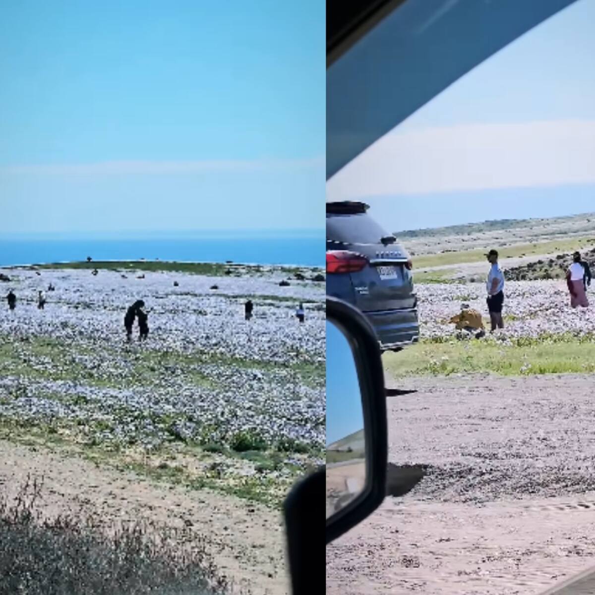 Desierto Florido bajo alerta: denuncian que turistas abandonan senderos para fotografiarse entre las flores
