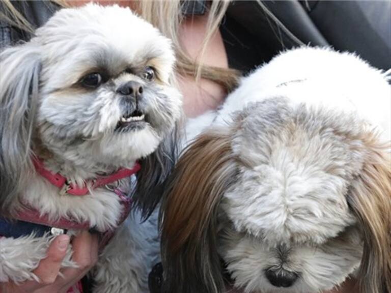 «Ley Cholito»: 1 de cada 3 municipios no está en condiciones de fiscalizar