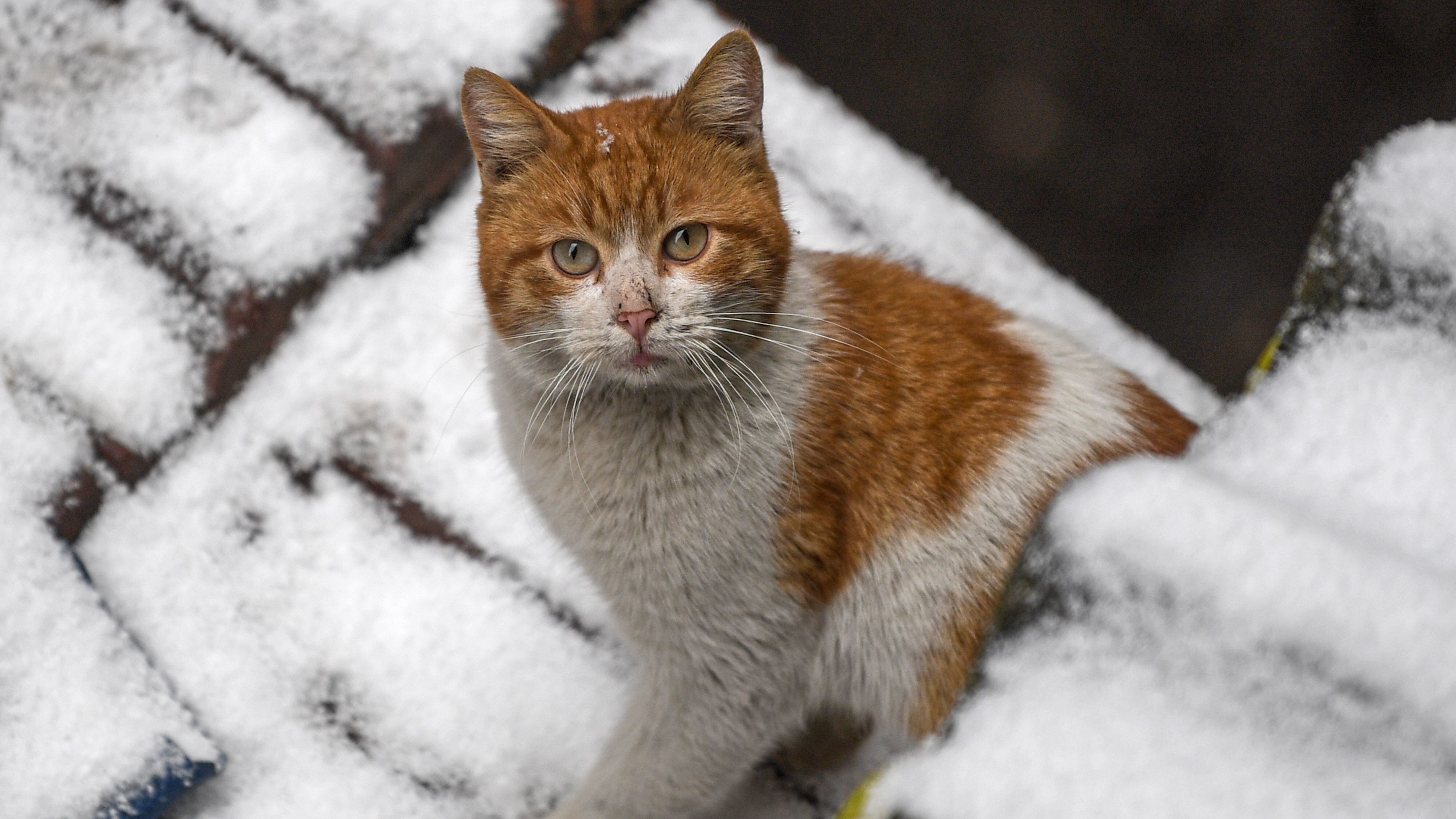 A stray cat searches for food during a snowy day in Istanbul on February 8, 2020. (Photo by Ozan KOSE / AFP) (Photo by OZAN KOSE/AFP via Getty Images)