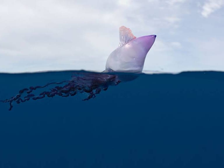 Fragata Portuguesa: peligros y qué hacer en caso de picadura