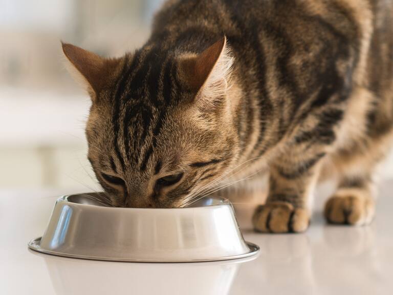 Alimento para gatos