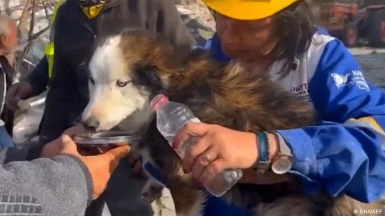 rescate, perro, escombros, 23 días bajo los escombros, Asociación Turca de Protección Animal Haytap, Aleks, rescatistas, p