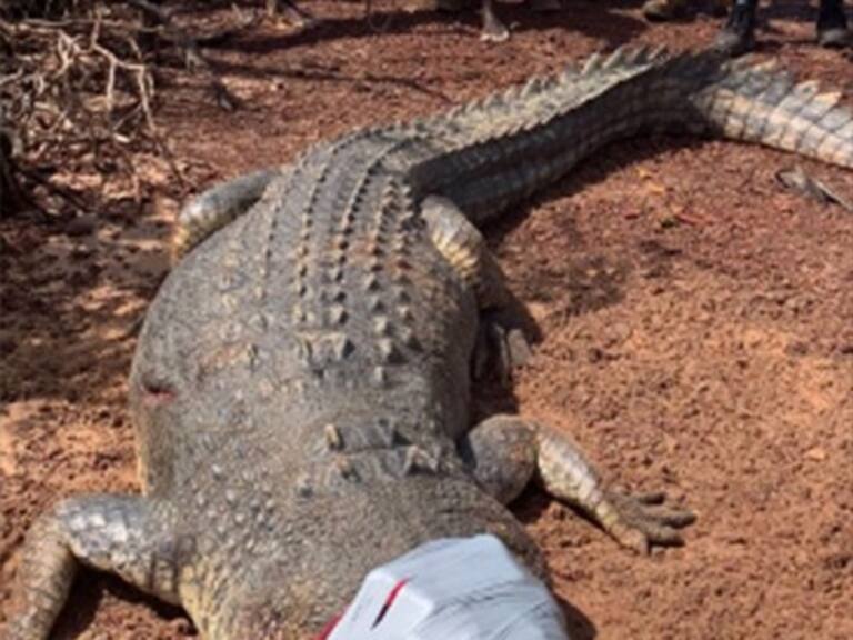 Policía australiana encarcela a problemático cocodrilo que se comió a una docena de perros