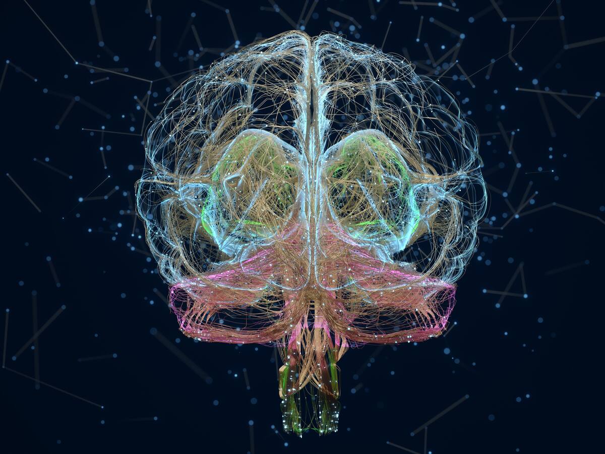 Revelan las primeras imágenes del cerebro realizadas con la máquina de resonancia magnética más potente del mundo