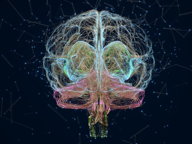 Revelan las primeras imágenes del cerebro realizadas con la máquina de resonancia magnética más potente del mundo