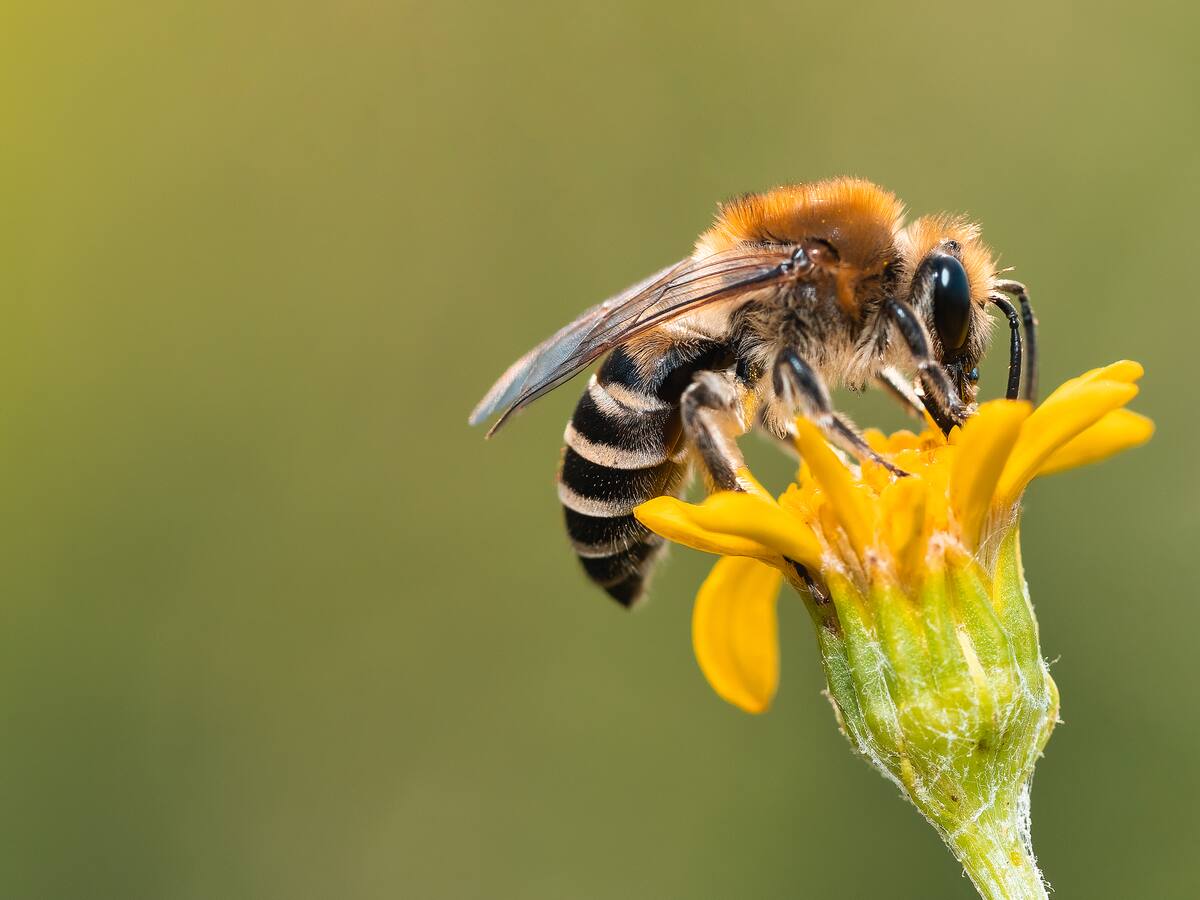 Carrera por salvar a las abejas: Oxford prueba suplemento que multiplica por 15 las crías y apunta a frenar el colapso