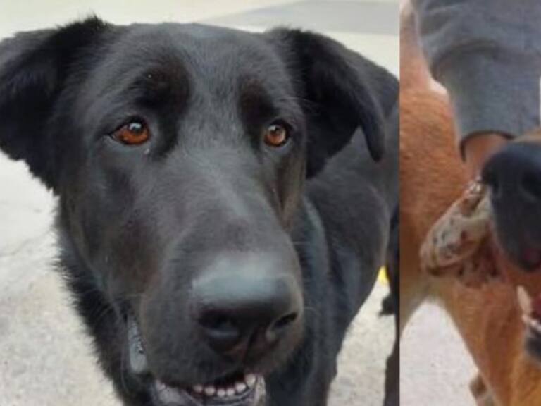 Universidad del Alba,