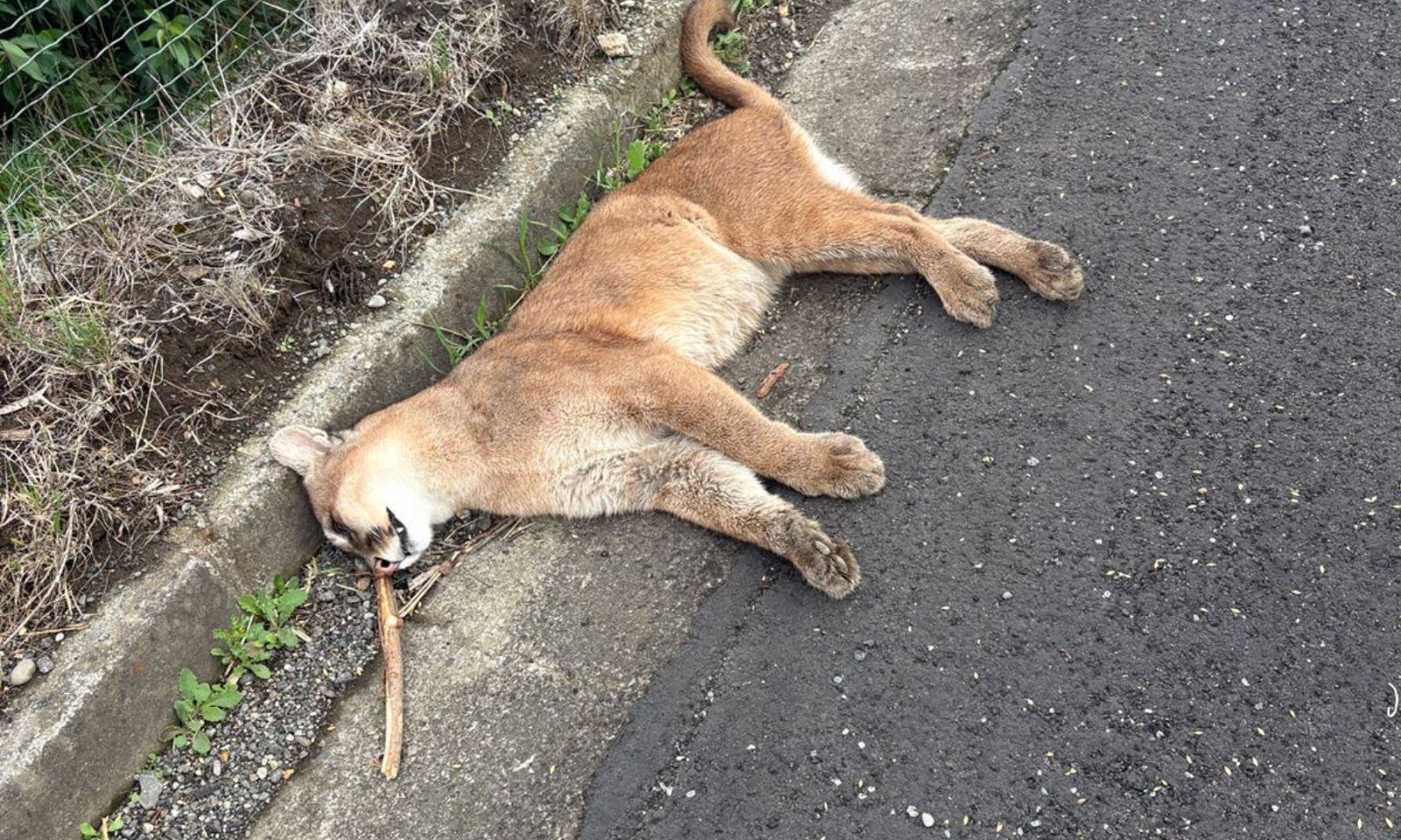 Puma juvenil muere atropellado en Ruta 5 Sur