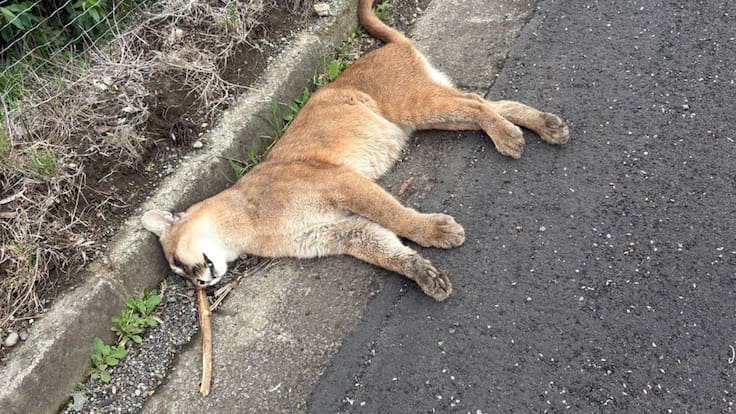 Cría de puma muere atropellado en Ruta 5 Sur a la altura de Paillaco: segundo caso del año