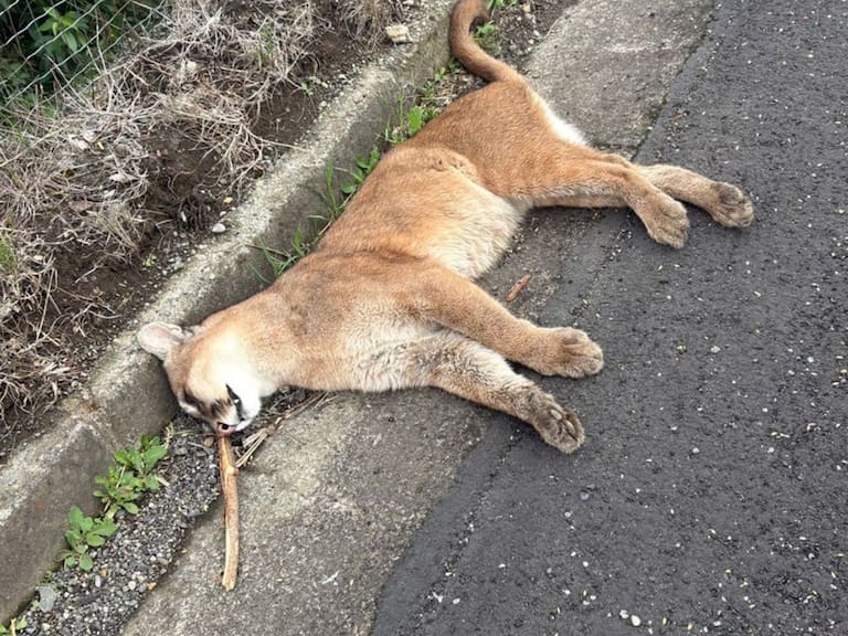 Puma juvenil muere atropellado en Ruta 5 Sur