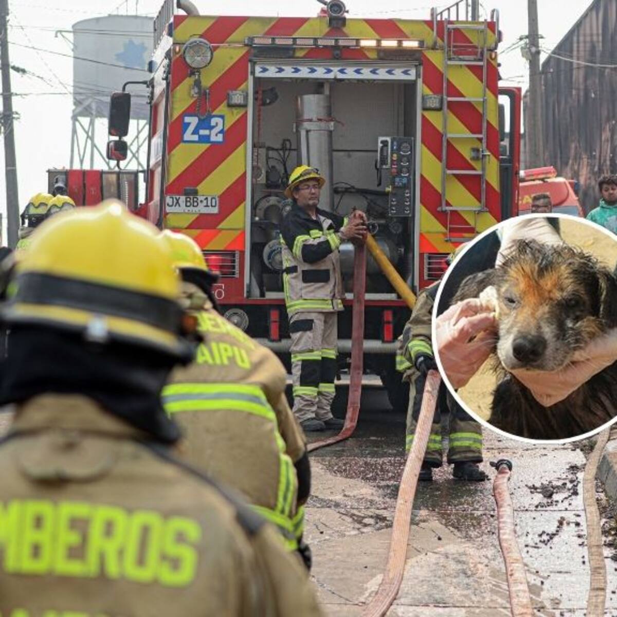 Veterinarias organizan ayuda para rescatar y atender animales afectados por incendios forestales