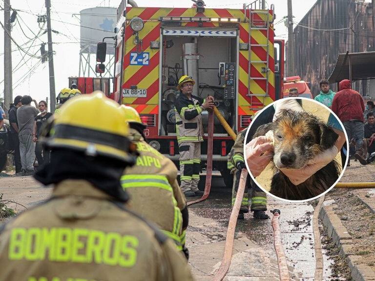 Veterinarias organizan ayuda para rescatar y atender animales afectados por incendios forestales