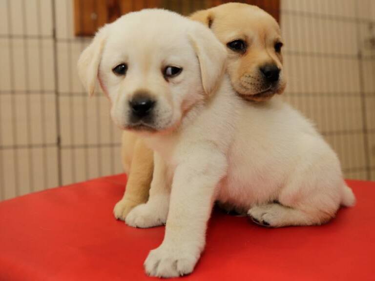 PDI presenta nueva camada de futuros perros detectives