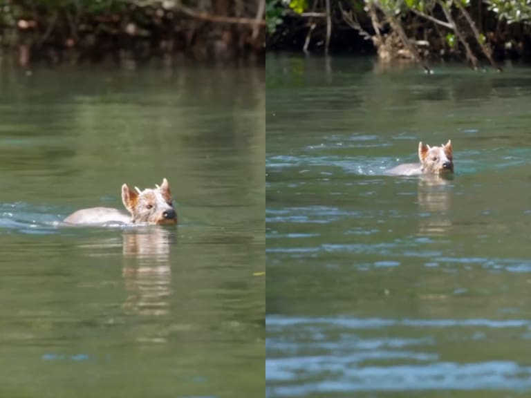 Pudú sorprende nadando en el río Maullín: inusual registro se vuelve viral en redes sociales