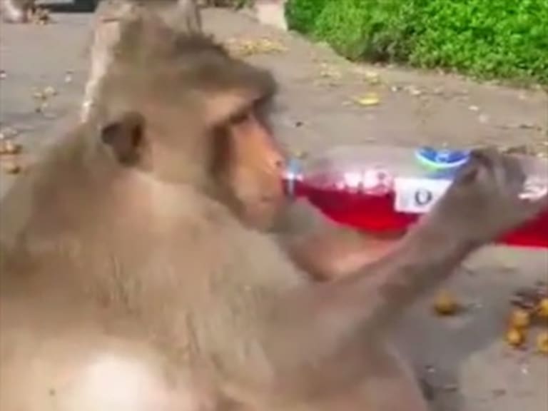 Ponen a dieta a Tío Gordo, un mono con sobrepeso gracias a la comida chatarra