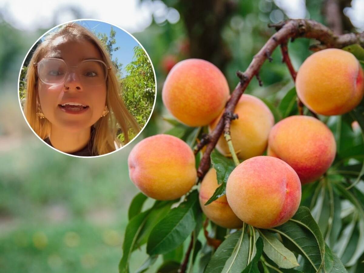 “Me trataron de loca”: especial fruta chilena provoca locura en TikTok y divide a las redes