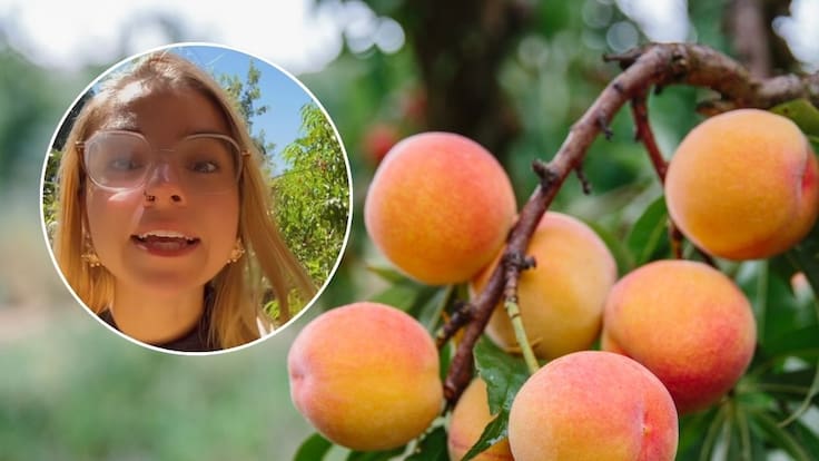 “Me trataron de loca”: especial fruta chilena provoca locura en TikTok y divide a las redes