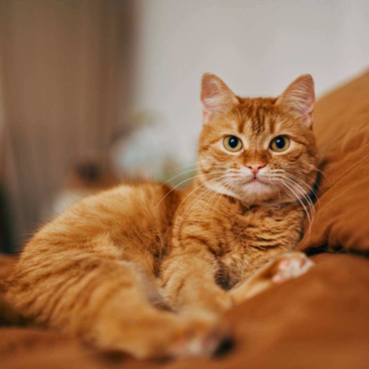 Este es el simple hábito que mejoraría la conducta de los gatos, según estudio
