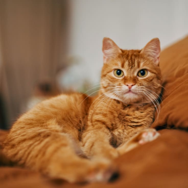 Este es el simple hábito que mejoraría la conducta de los gatos, según estudio
