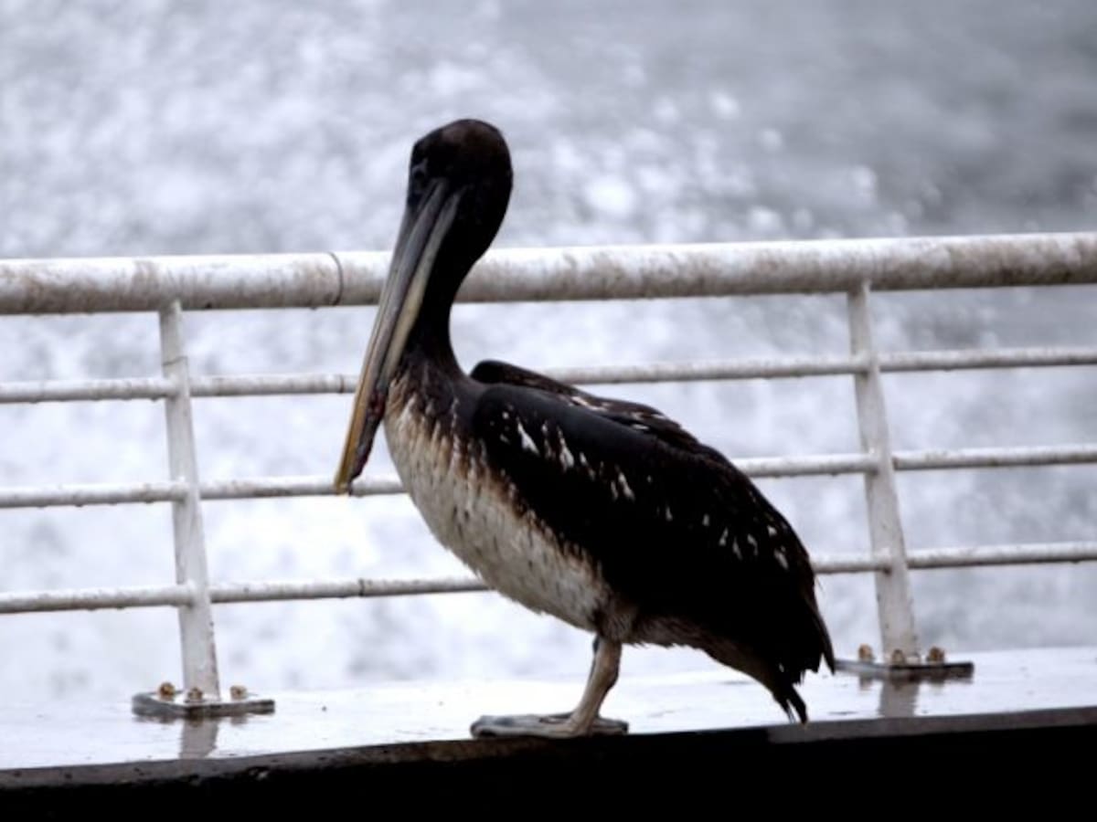 Confirman nuevo caso de influenza aviar en Iquique y autoridades refuerzan llamado a no manipular aves silvestres
