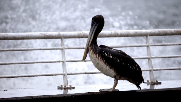 Confirman nuevo caso de influenza aviar en Iquique y autoridades refuerzan llamado a no manipular aves silvestres