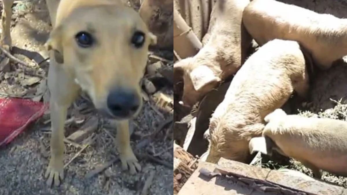 Brutal caso de maltrato animal en Valparaíso: PDI encuentra matadero clandestino con 2 galgos desnutridos y 6 cerdos