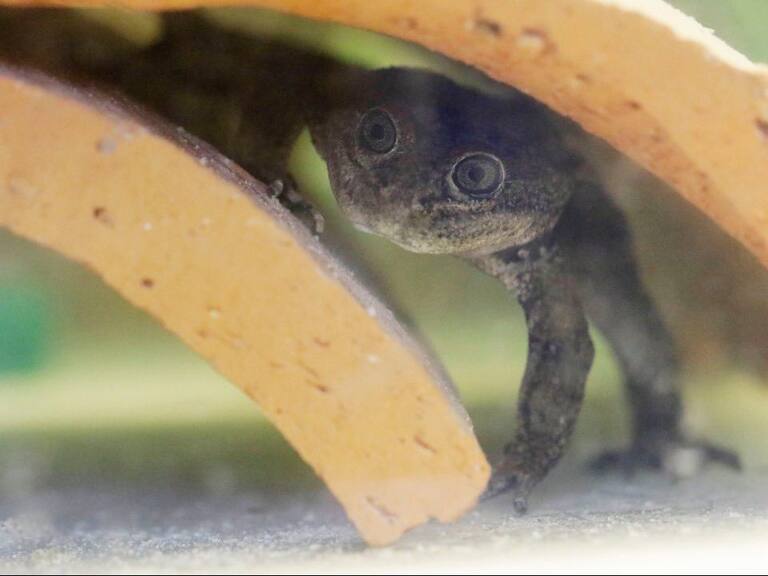 Ministro Ward informó del nacimiento de 200 crías de la rana del Loa, en peligro de extinción