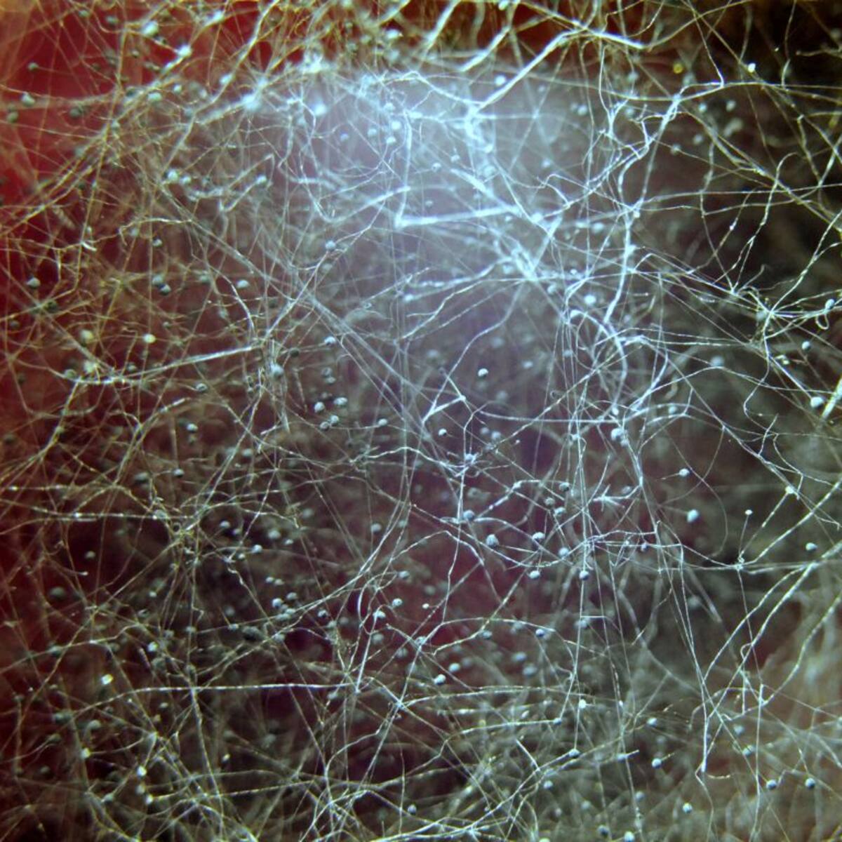 Trascendental hallazgo científico: descubren red de hongos mil millones de veces más larga que la distancia Tierra-Sol