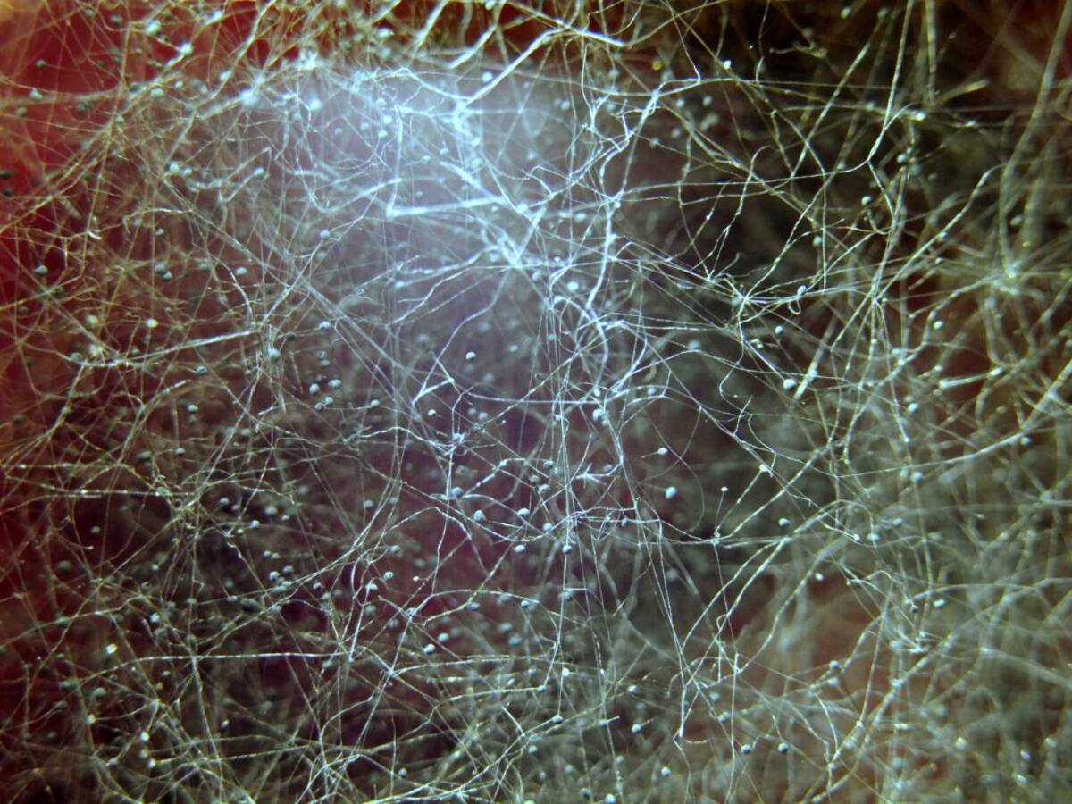 Trascendental hallazgo científico: descubren red de hongos mil millones de veces más larga que la distancia Tierra-Sol
