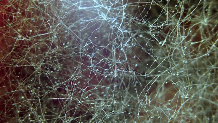 Trascendental hallazgo científico: descubren red de hongos mil millones de veces más larga que la distancia Tierra-Sol