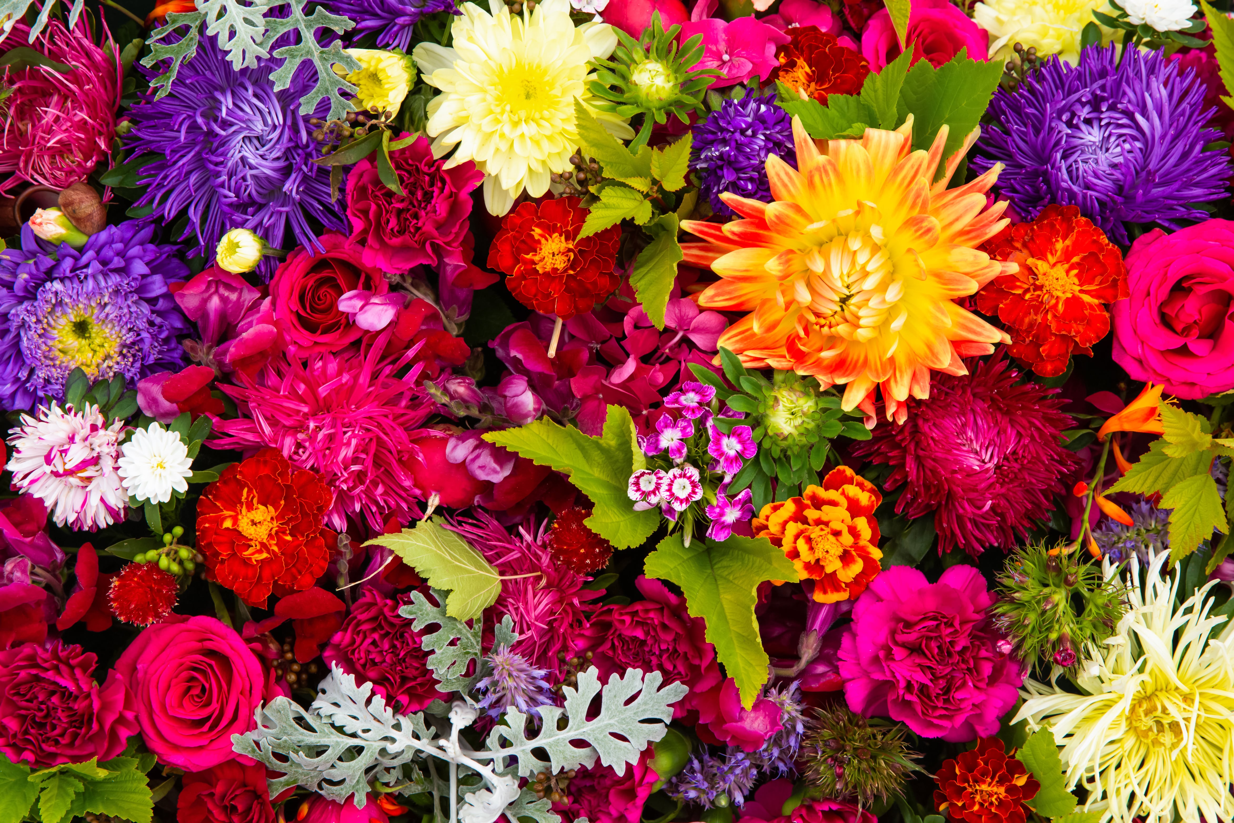 Flores gratis y boleros: el festival de primavera que tendrá actividades sin costo en Santiago este sábado