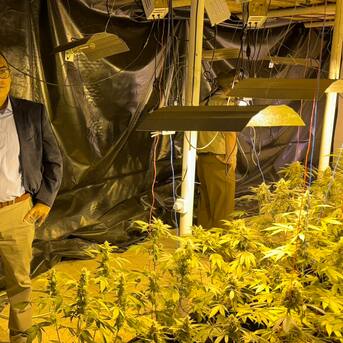 Dejan en prisión preventiva a los dos ciudadanos chinos que mantenían sofisticados galpones dedicados al cultivo de marihuana en Quinta de Tilcoco