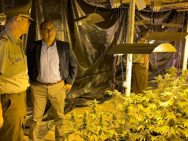 Dejan en prisión preventiva a los dos ciudadanos chinos que mantenían sofisticados galpones dedicados al cultivo de marihuana en Quinta de Tilcoco