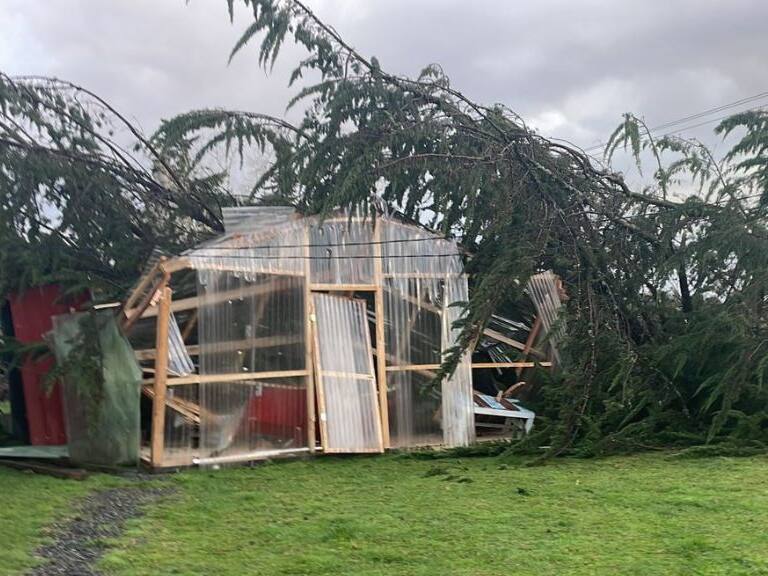 El árbol caído en Frutillar. / Cedida.