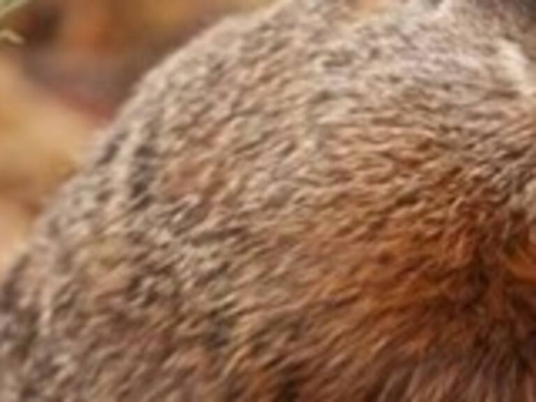 Consternación en Canadá por muerte de marmota