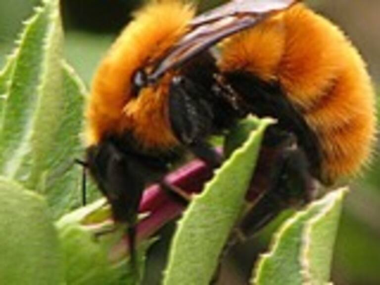 Insecto chileno está en peligro de extinción