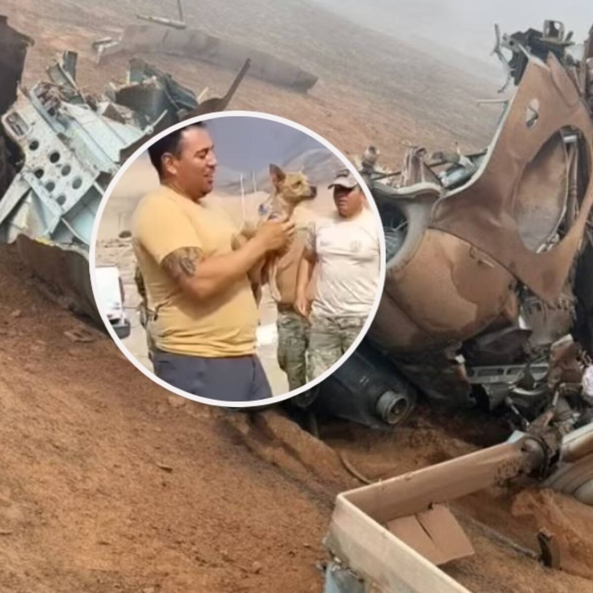 Murieron 15 personas: la historia del chihuahua que sobrevivió al fatal accidente aéreo en la costa de Perú