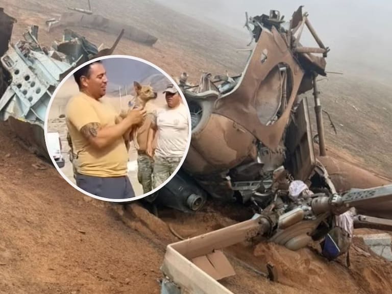 Murieron 15 personas: la historia del chihuahua que sobrevivió al fatal accidente aéreo en la costa de Perú