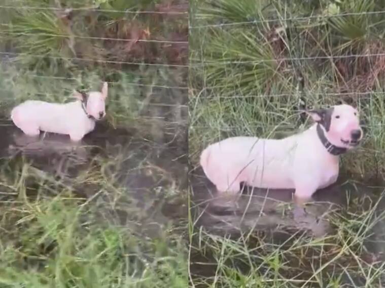 Capturas