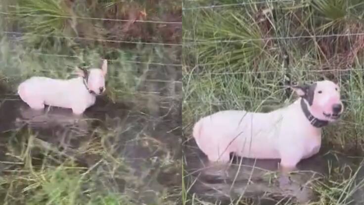 Lo dejó atado a una reja: hombre es arrestado tras abandonar a su perro en medio del huracán Milton